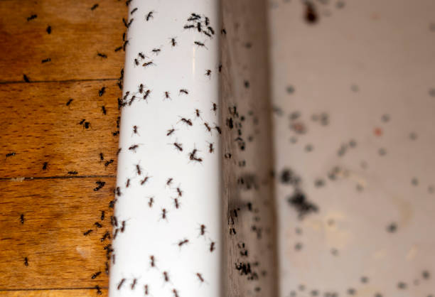 Best Ant Control Services  in Woodcreek, TX